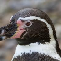 A close up view of a Humboldt Penguin in profile, showing its large black beak, dark head with white stripe, and pink cheeks.