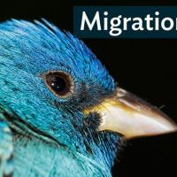 Closeup of Indigo Bunting's head, showing brilliant blue feathers, dark eye and short pointed back