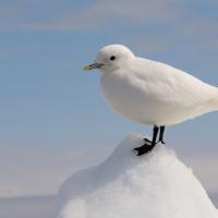 Ivory Gull standing on a small pile of snow, blue sky in the background.