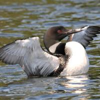 Common loon stretches its wings in water