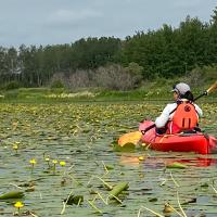 Wildlife biologist Janet Ng in a red kayak, paddling across a water body showing dense coverage of water lilies.