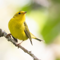 Warbler stands perched on tree branch