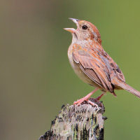 Orange and brown bird perches on stump with beak open pointing toward the sky