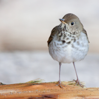 Small gray and white bird stands on tree bark