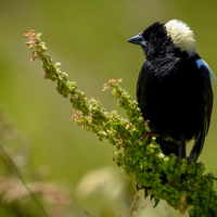 A male Bobolink perches on a branch