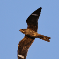 A Common Nighthawk in flight with wings outstretched and vertical white wing stripes visible