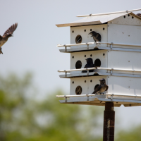 A Purple Martin flies up to a birdhouse mounted on a pole