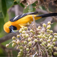 A Hooded Oriole perches on a bunch of fruits hanging below