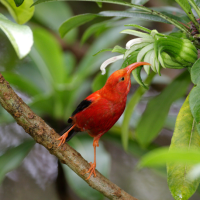 A bright red and black 'i'iwi perches on a branch and reaches for a flower above its head
