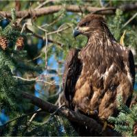 Juvenile Bald Eagle with mottled brownish plumage