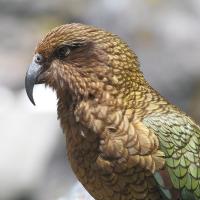 A parrot with light brown, gold and green plumage stands facing to viewer's left. Its beak is dark gray, curved, and sharp.