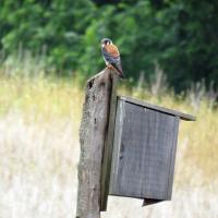 Kestrel at nesting box