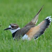 Killdeer doing a broken wing distraction