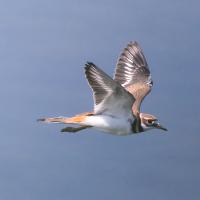 Killdeer in flight