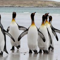 King Penguins