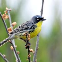 Kirtland's Warbler