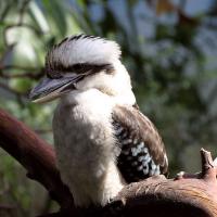 Laughing Kookaburra