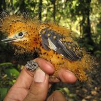 Cinereous Mourner nestling
