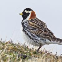 Lapland Longspur