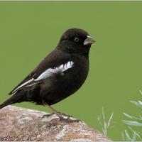 Lark Bunting