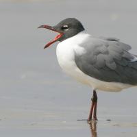 Laughing Gull