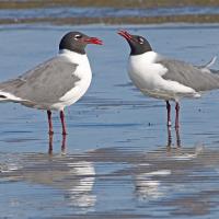 Laughing Gulls