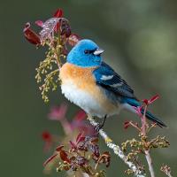 Lazuli Bunting