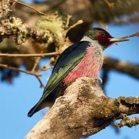 Lewis's Woodpecker