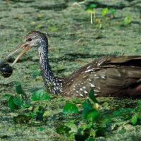 A Limpkin in greenery-filled water, holding a dark shining apple snail shell in its long slender beak.