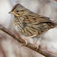 Lincoln's Sparrow