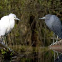 Little Blue Heron juvenile and adult