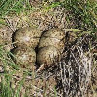 Long-billed Curlew nest and eggs