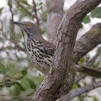 Long-billed Thrasher