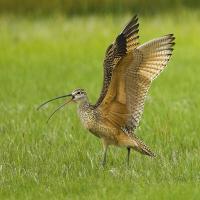 Long-billed Curlew