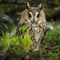 Long-eared Owl perched in tree