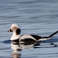 Long-tailed Duck