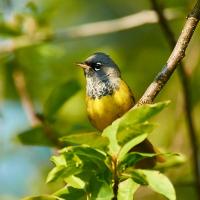 MacGillivray's Warbler