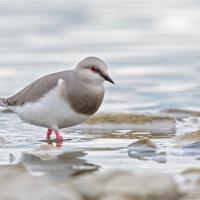 A dapper gray and white shorebird stepping through shallow water. The bird has a short sharp black bill, red eye, and pink legs.