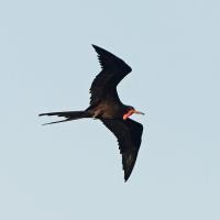 male Magnificent Frigatebird in flight across a clear sky