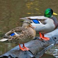 Mallard pair female left, male right