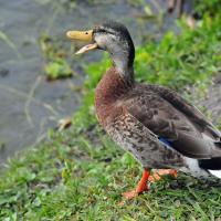 Male Mallard duck in eclipse plumage