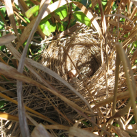 A nest in a tree, surrounded by branches