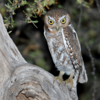 Elf Owl stands on tree
