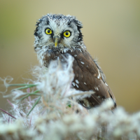 Boreal owl faces forward 