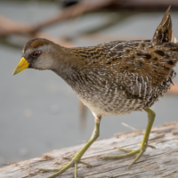 Sora walks across branch