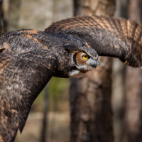 Closeup image of a Great Horned Owl in flight