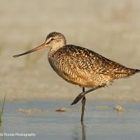 A Marbled Godwit seen in profile standing in water, one leg raised beneath its belly.