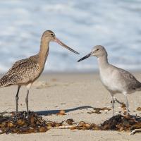 A Marbled Godwit and a Willet, both with long beaks, stand facing each other at a shoreline, the taller bird with the longer beak.