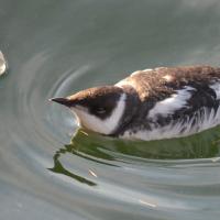 Marbled Murrelet