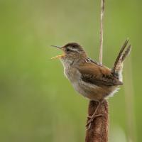 Marsh Wren